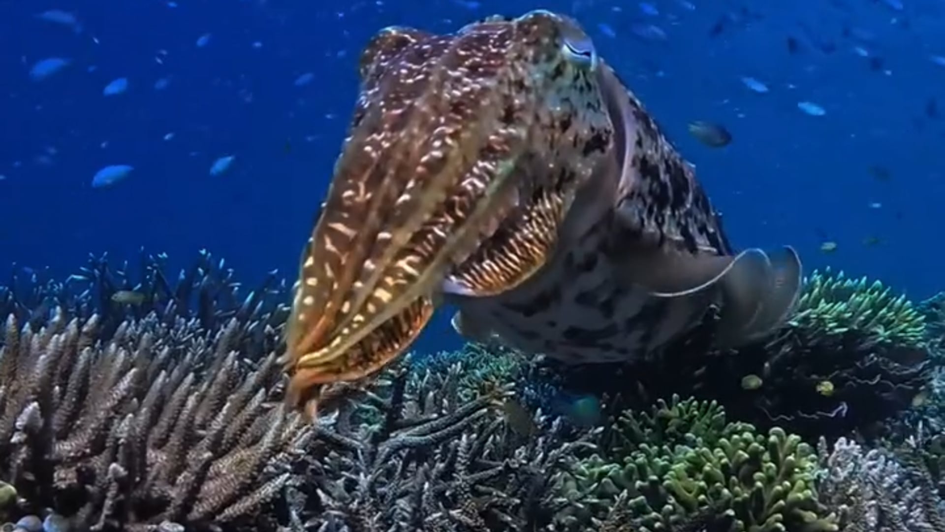 Cuttlefish