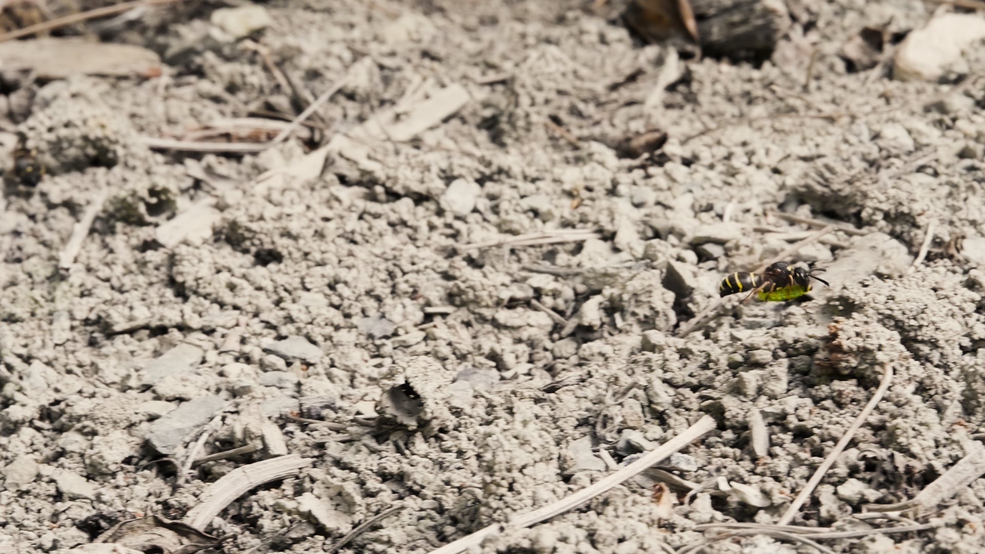 Sandcastle: The Secret Life of Potter Wasps