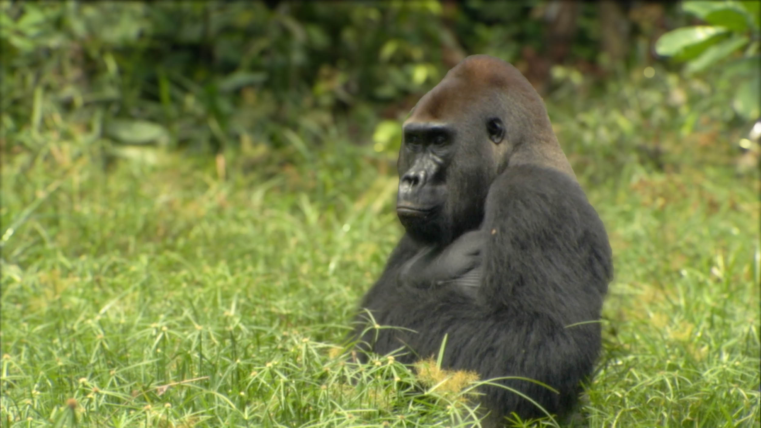 Watching Gorillas