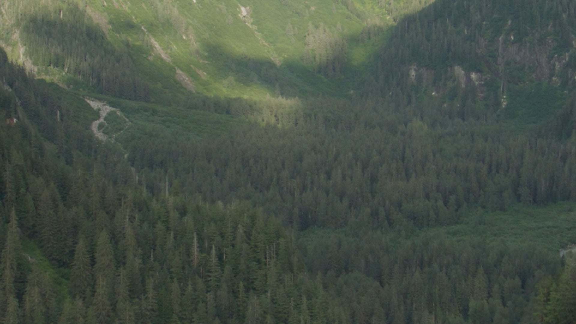 Protect Canada's Old-Growth Forests