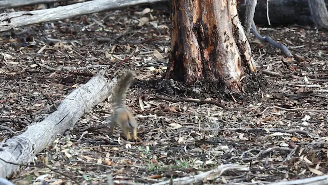 Numbat Task Force