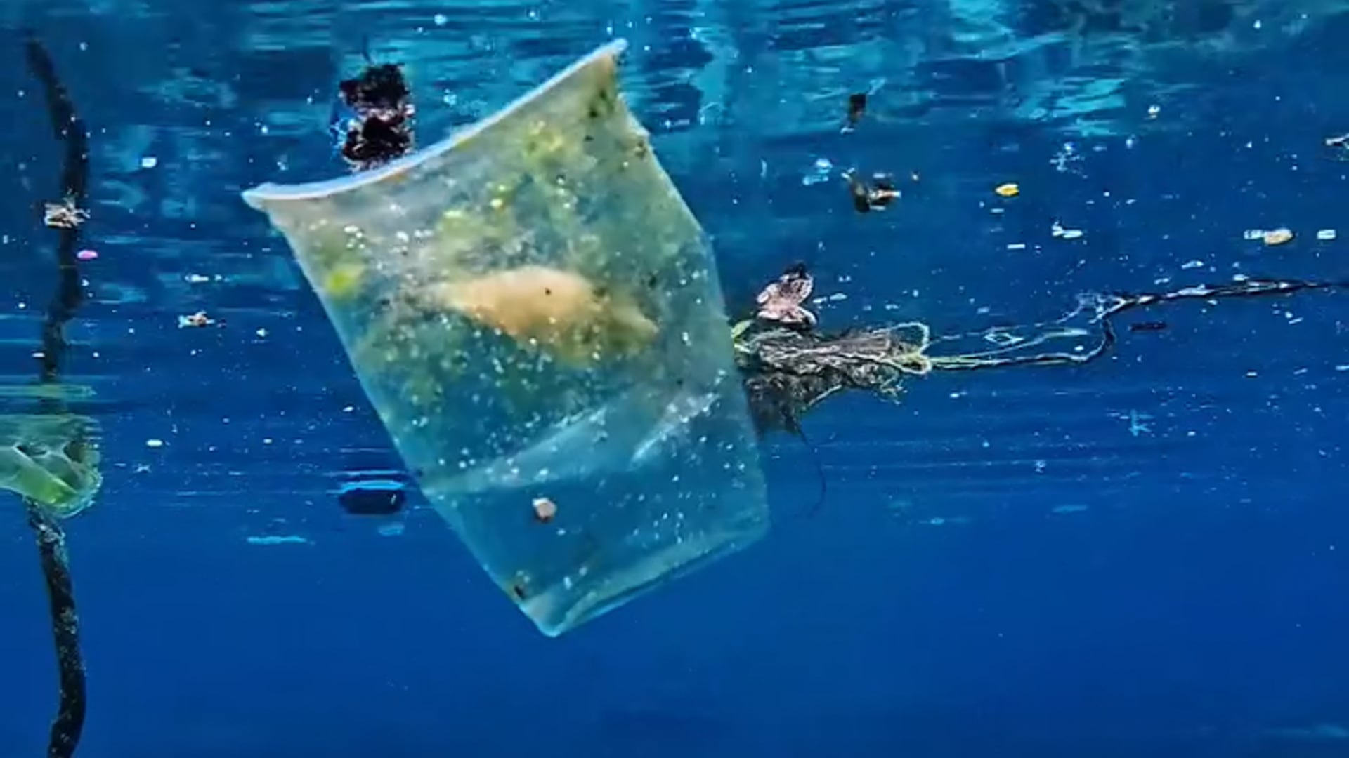Fishes in trash