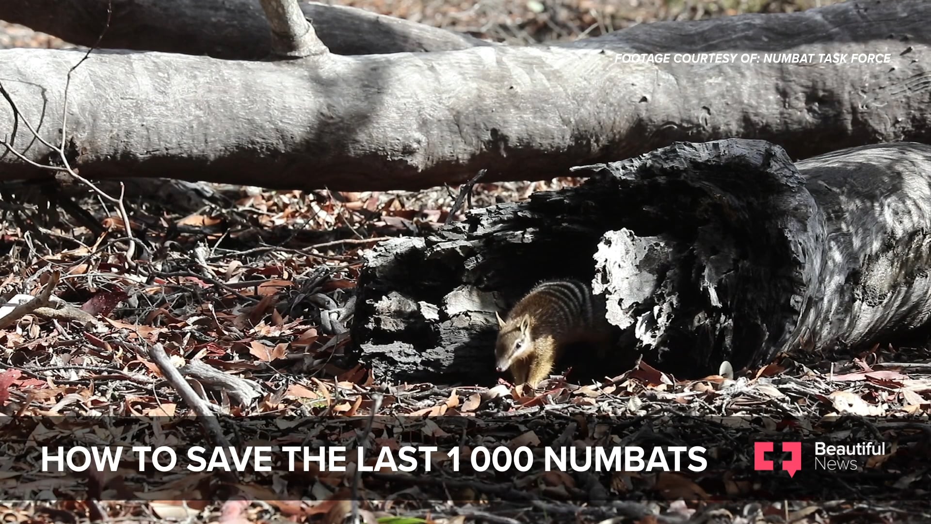 Numbats