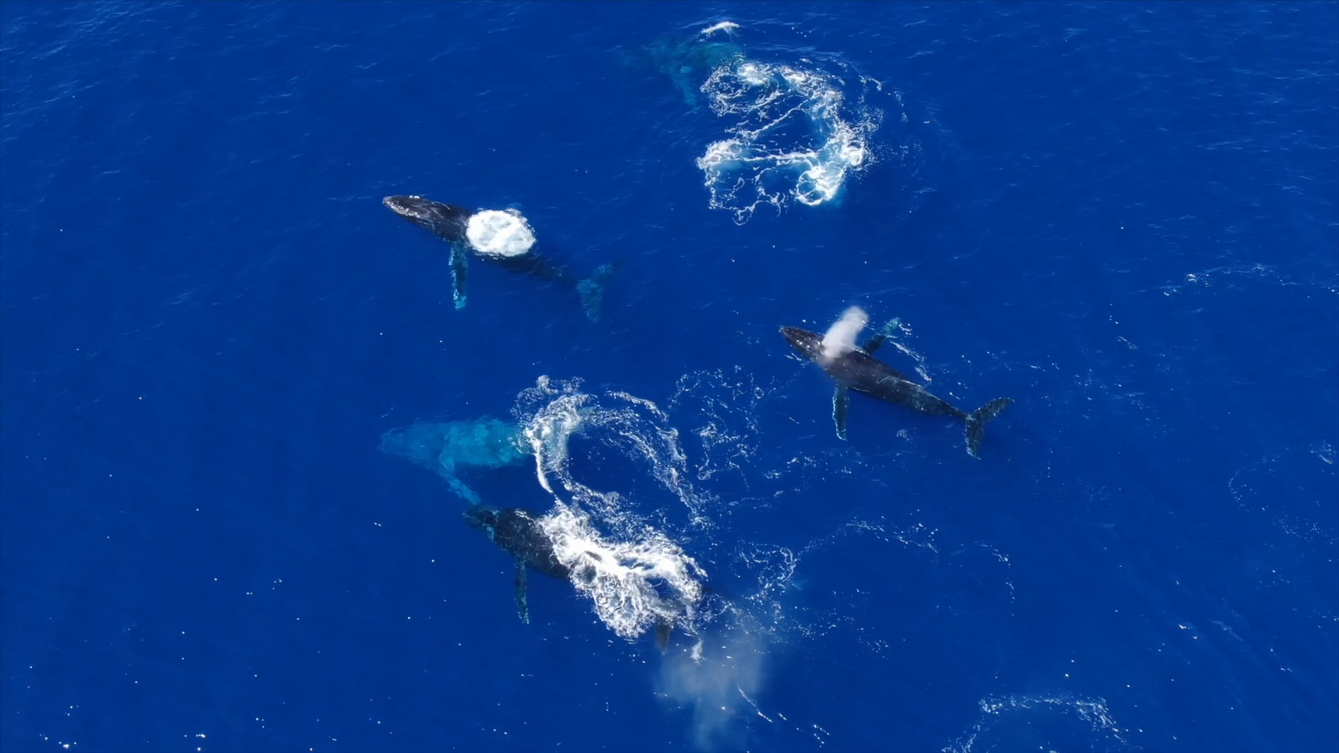 Watch for Impact: Protect Marine Mammals
