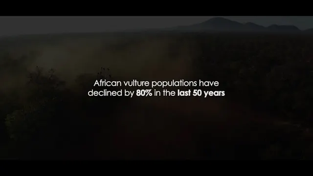 Vulture Conservation