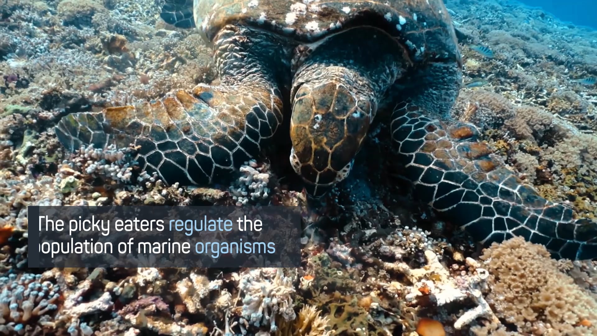 Sea Turtles