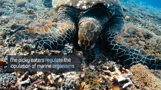 Sea Turtles