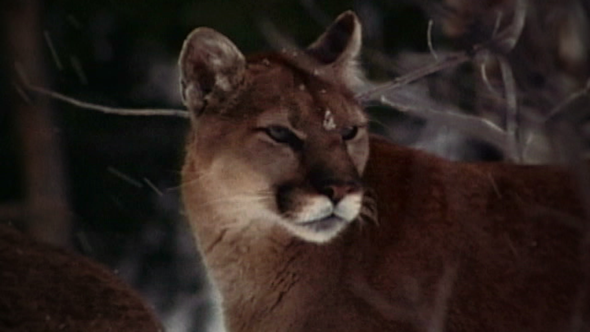 Explore The Wildlife Kingdom - Cougar: Ghost Of The Rockies