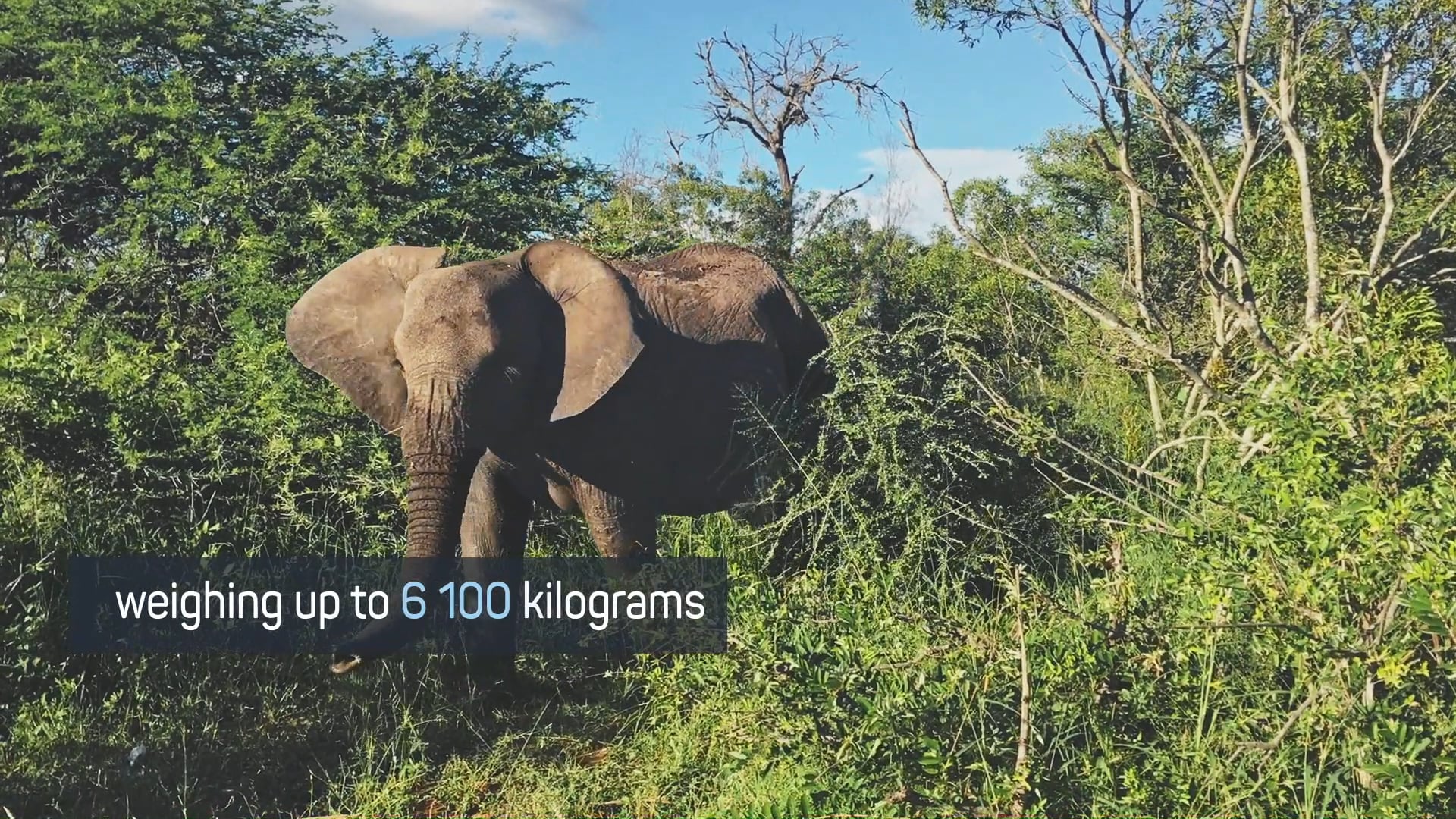 African Elephants
