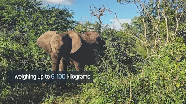 African Elephants