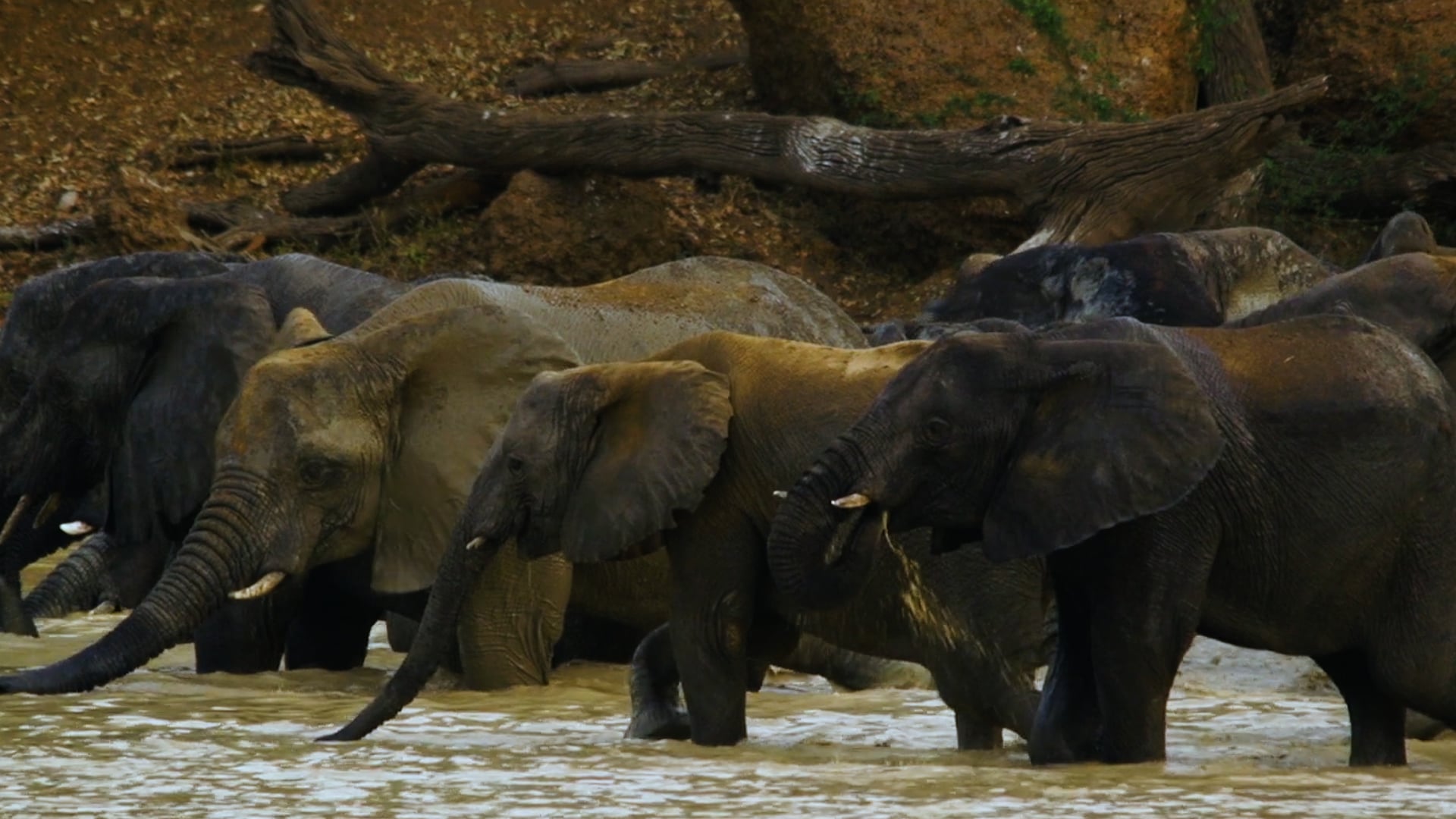 Wide Load: Elephants in Transit