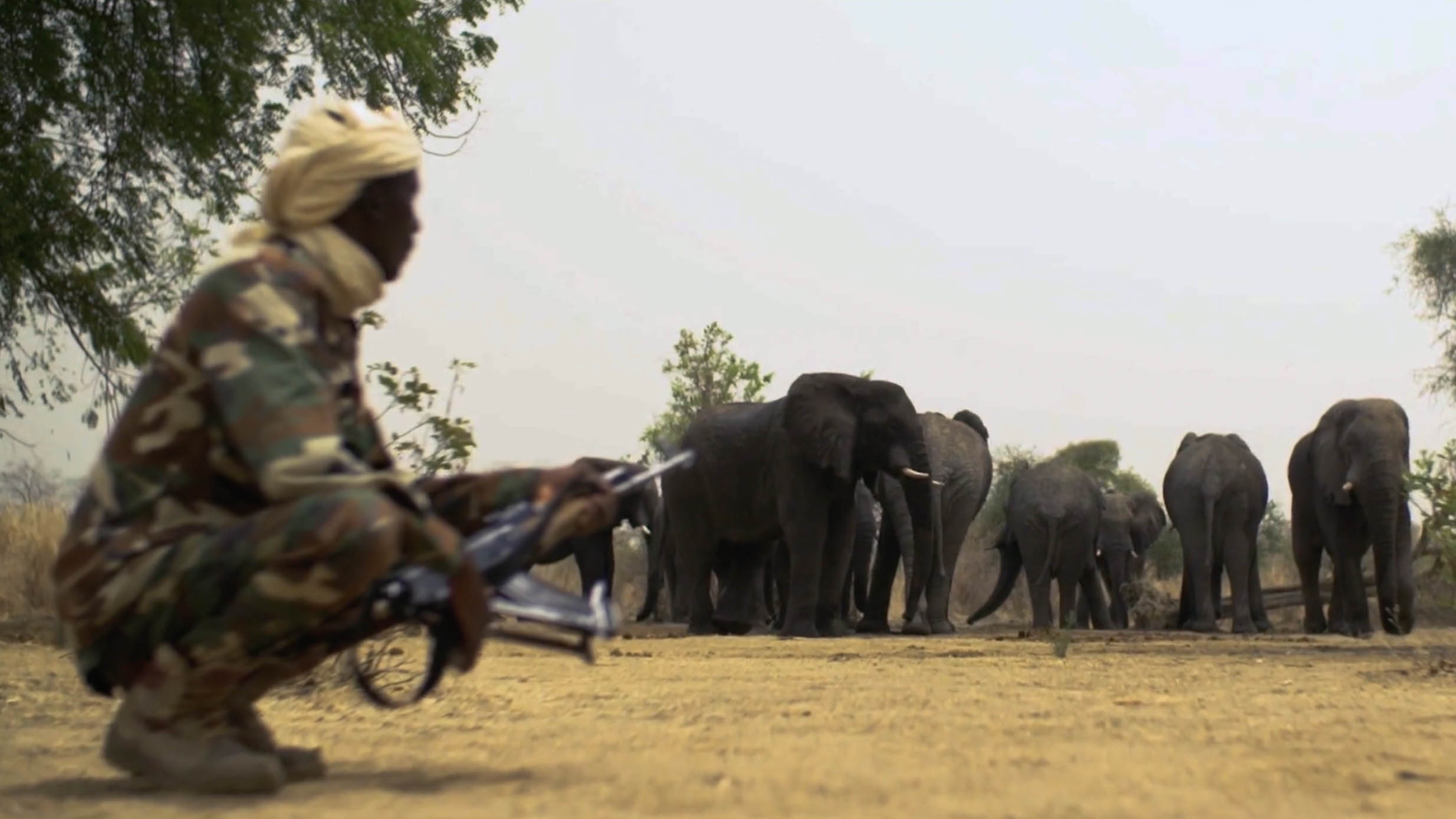 Wide Load: Elephants in Transit