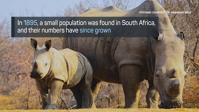 White Rhino