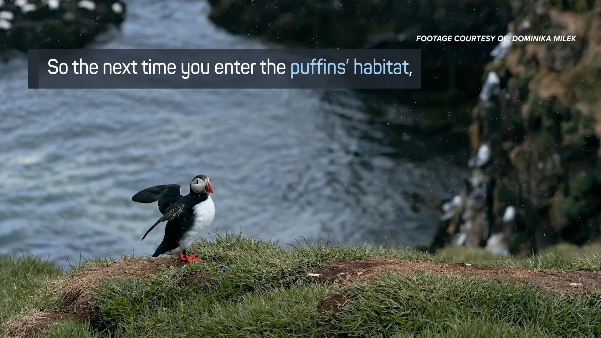 Puffins