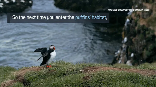 Puffins