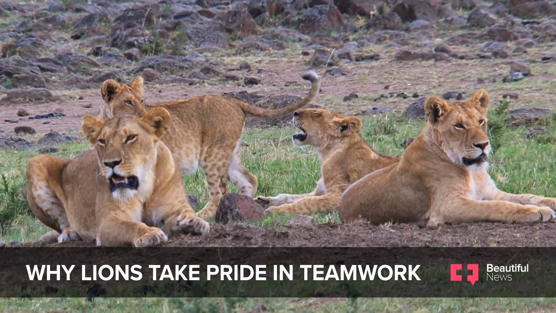 Lions