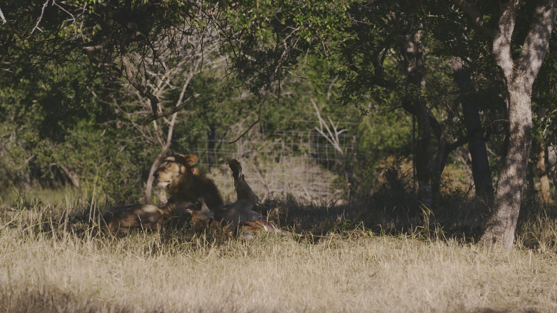 Reintroducing Lions to Somkhanda Game Reserve
