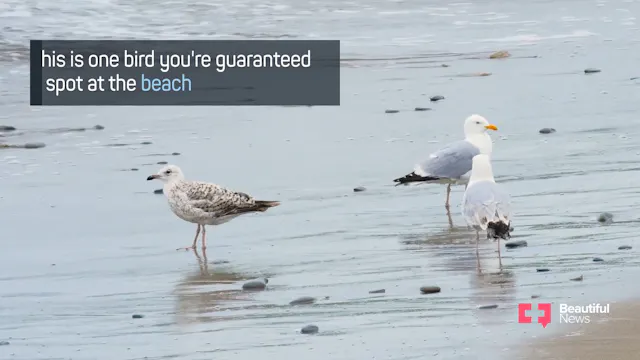 Seagulls