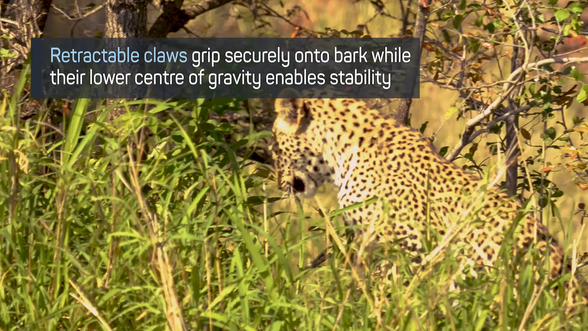 Leopards