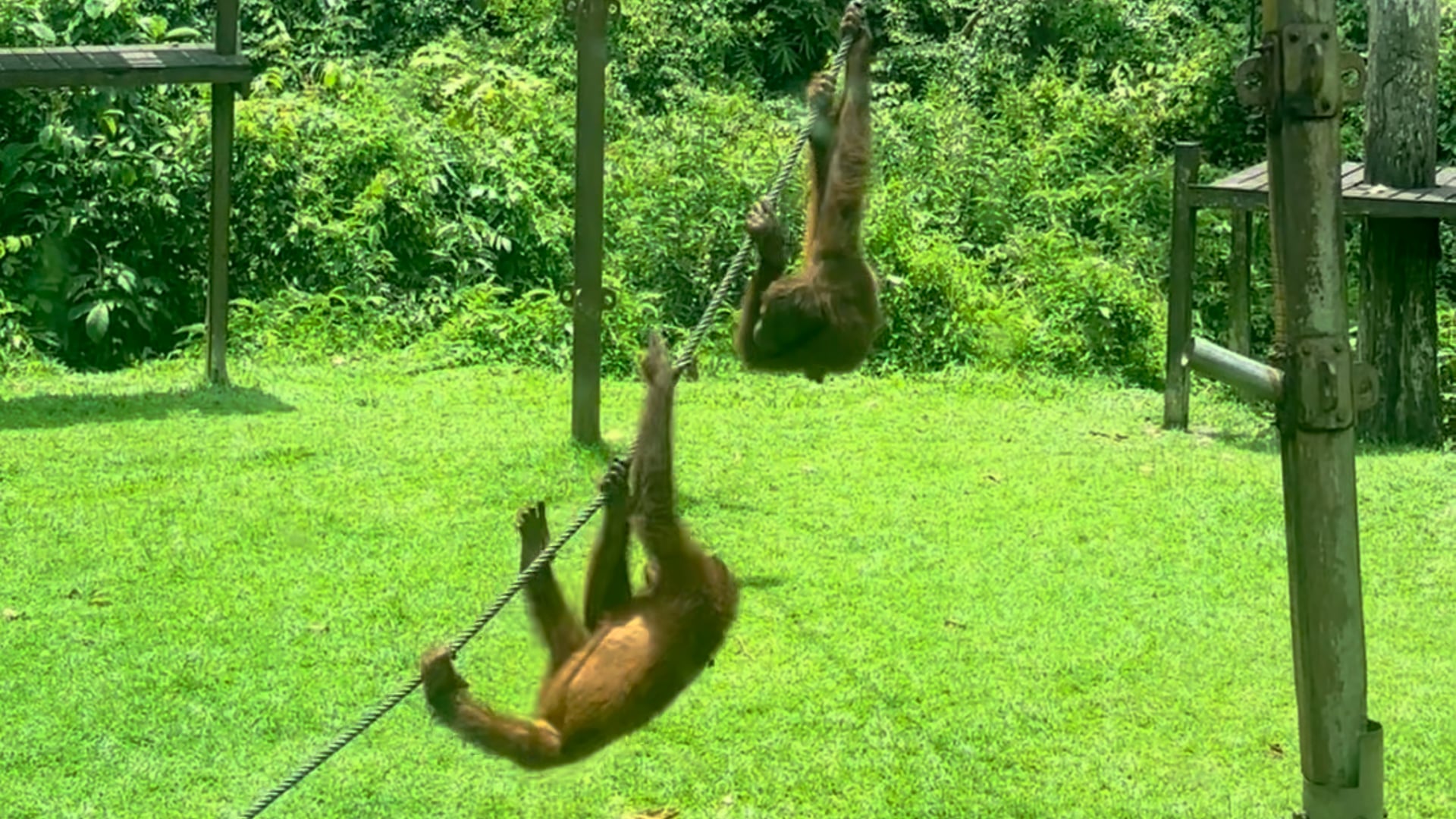 Saving Orangutans in Borneo