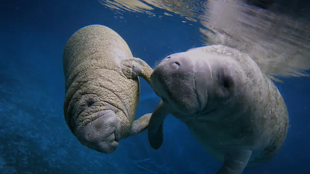 Return of the Manatees