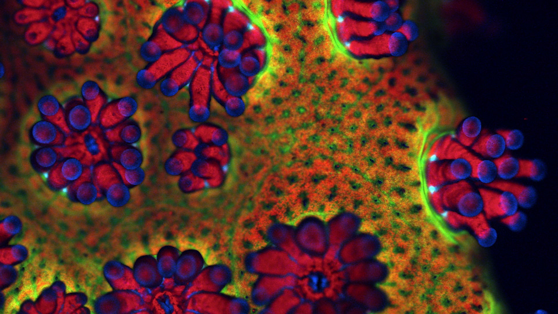 Coral Comeback