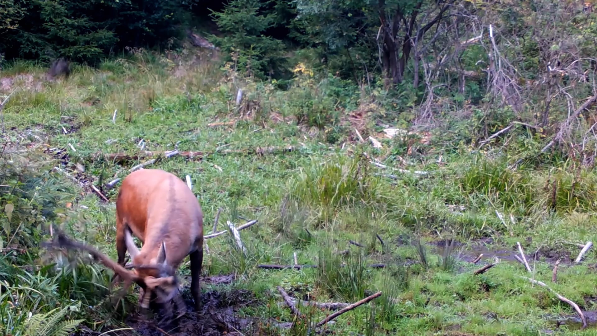 Discovering the Wildlife of the Carpathians