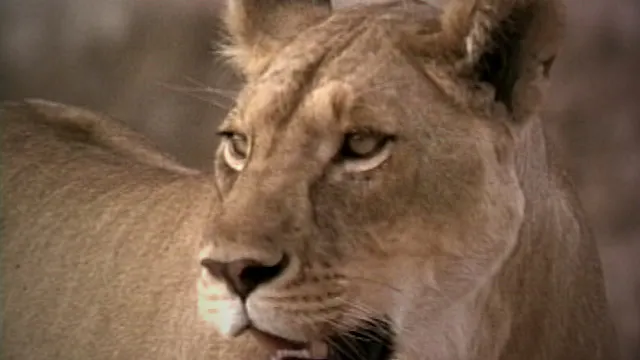 Explore The Wildlife Kingdom - Lions:...