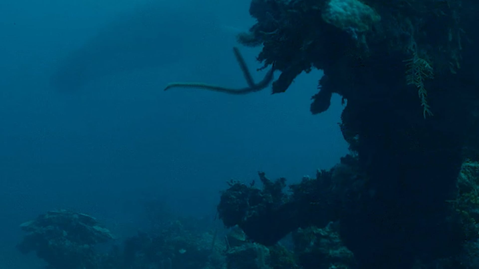 The Song of the Humpback