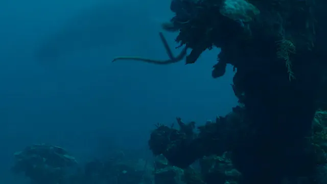 The Song of the Humpback