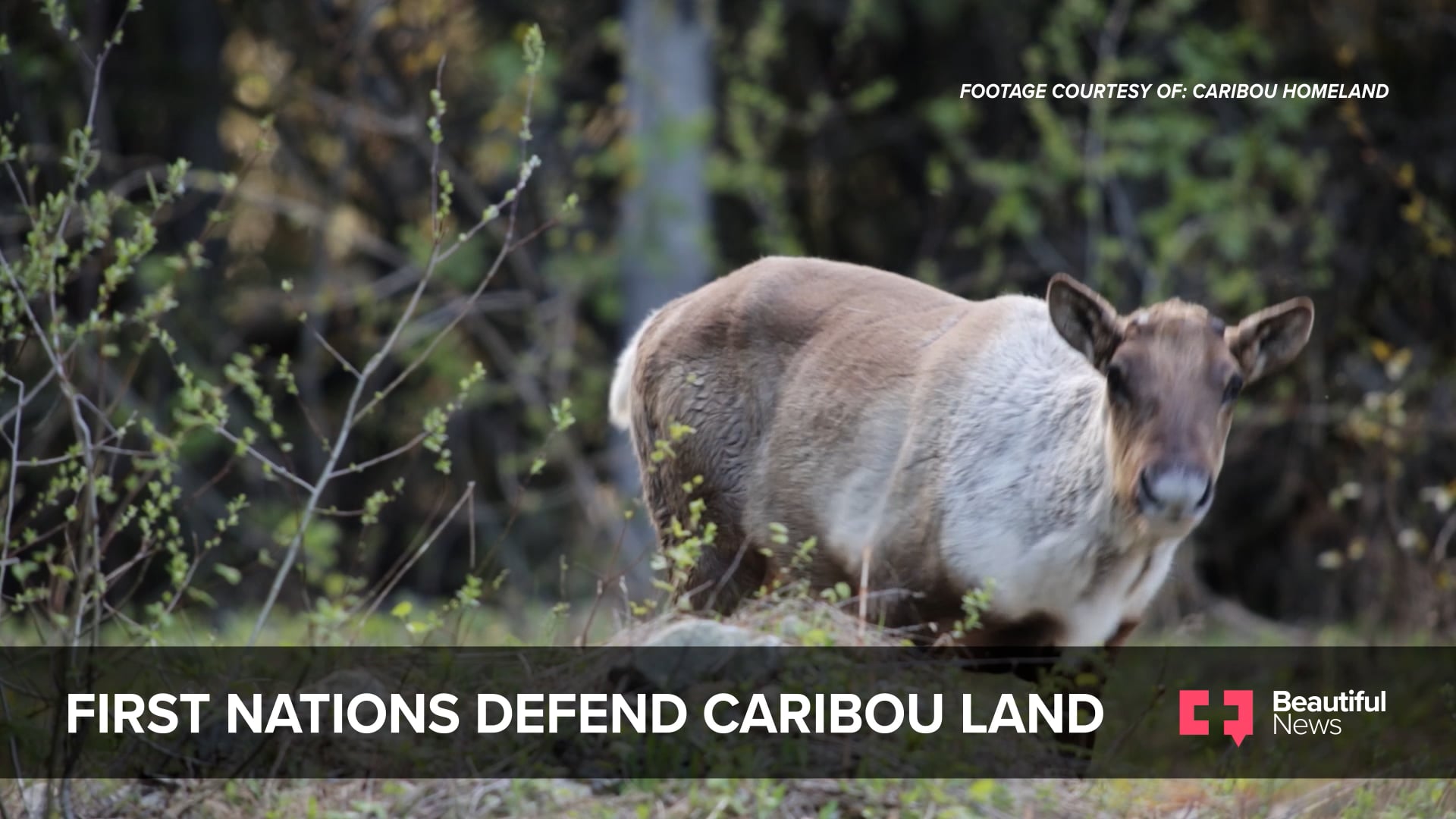 Caribou