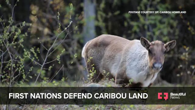 Caribou