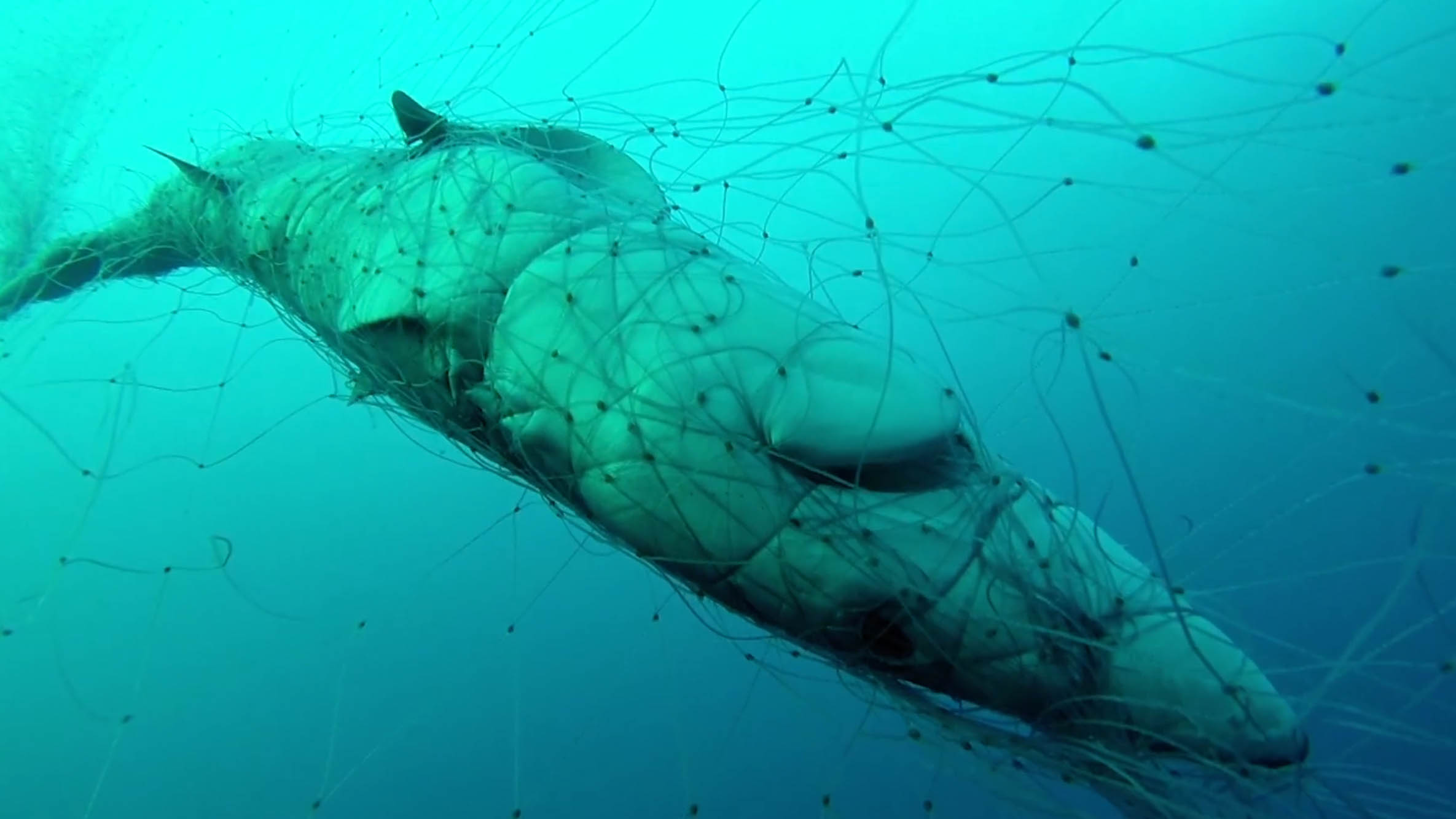 Ocean Defenders