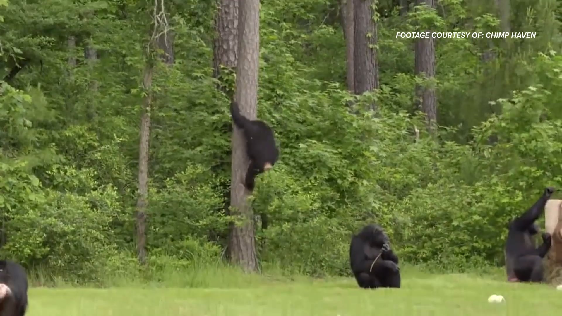 Chimpanzees 