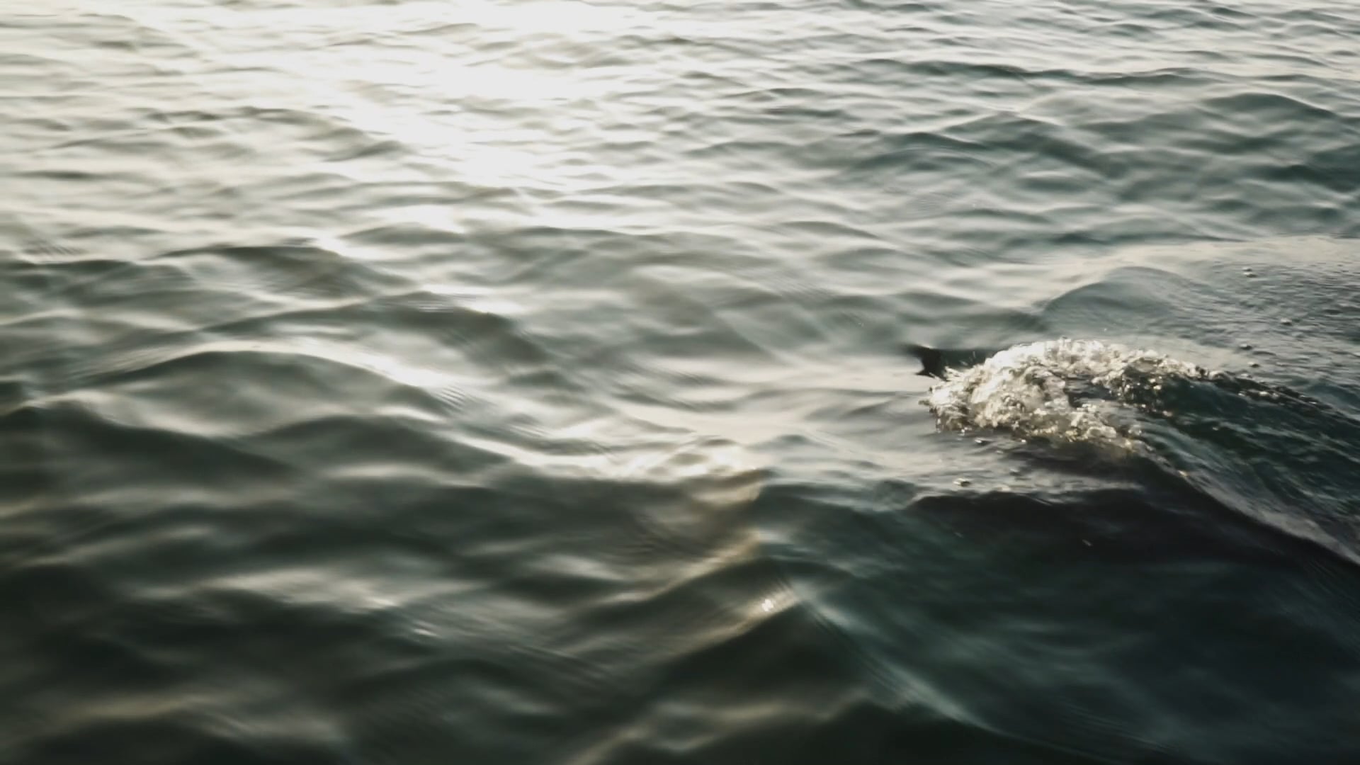 Our Fight for the Dolphins