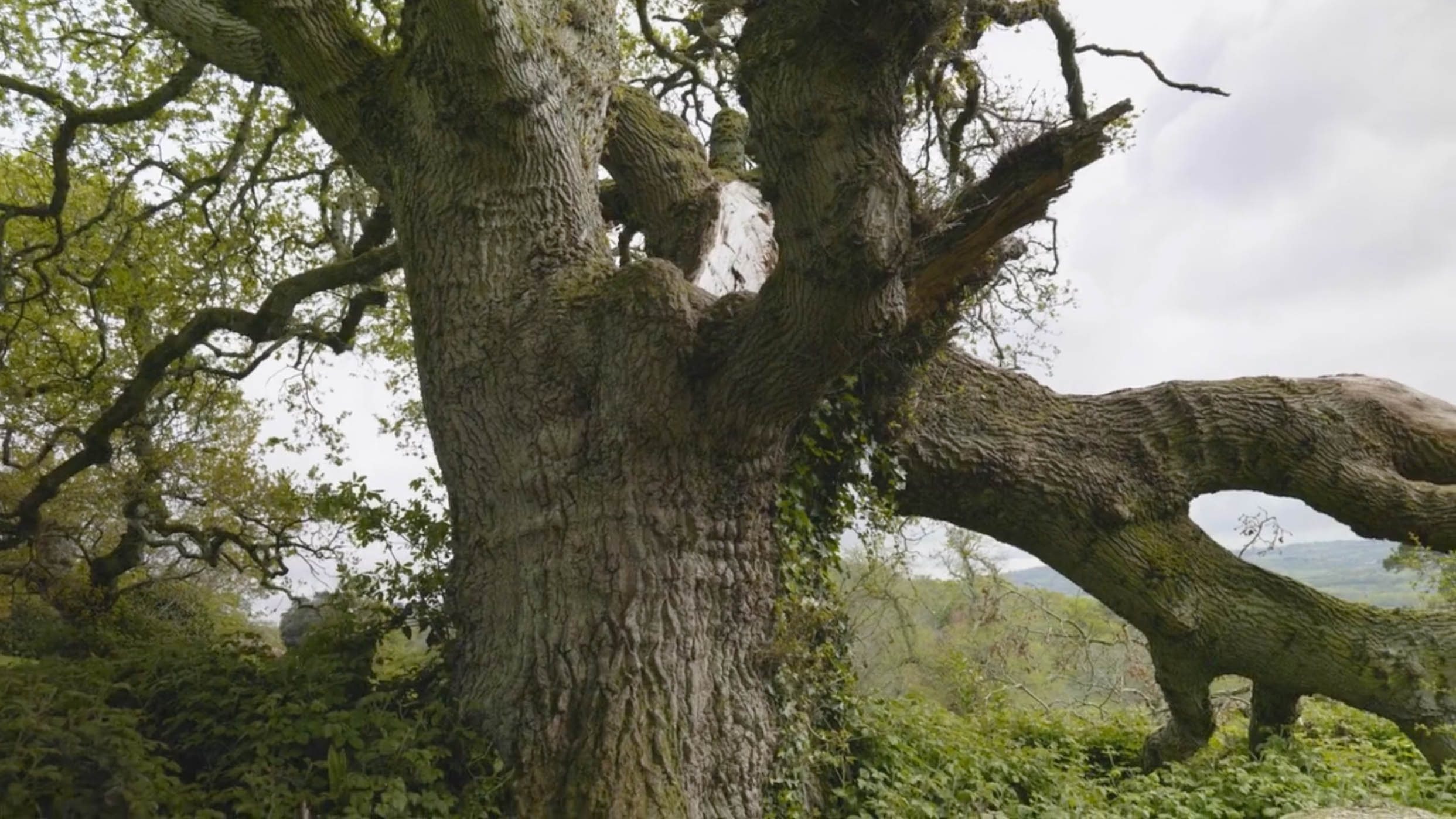The Trees of Life