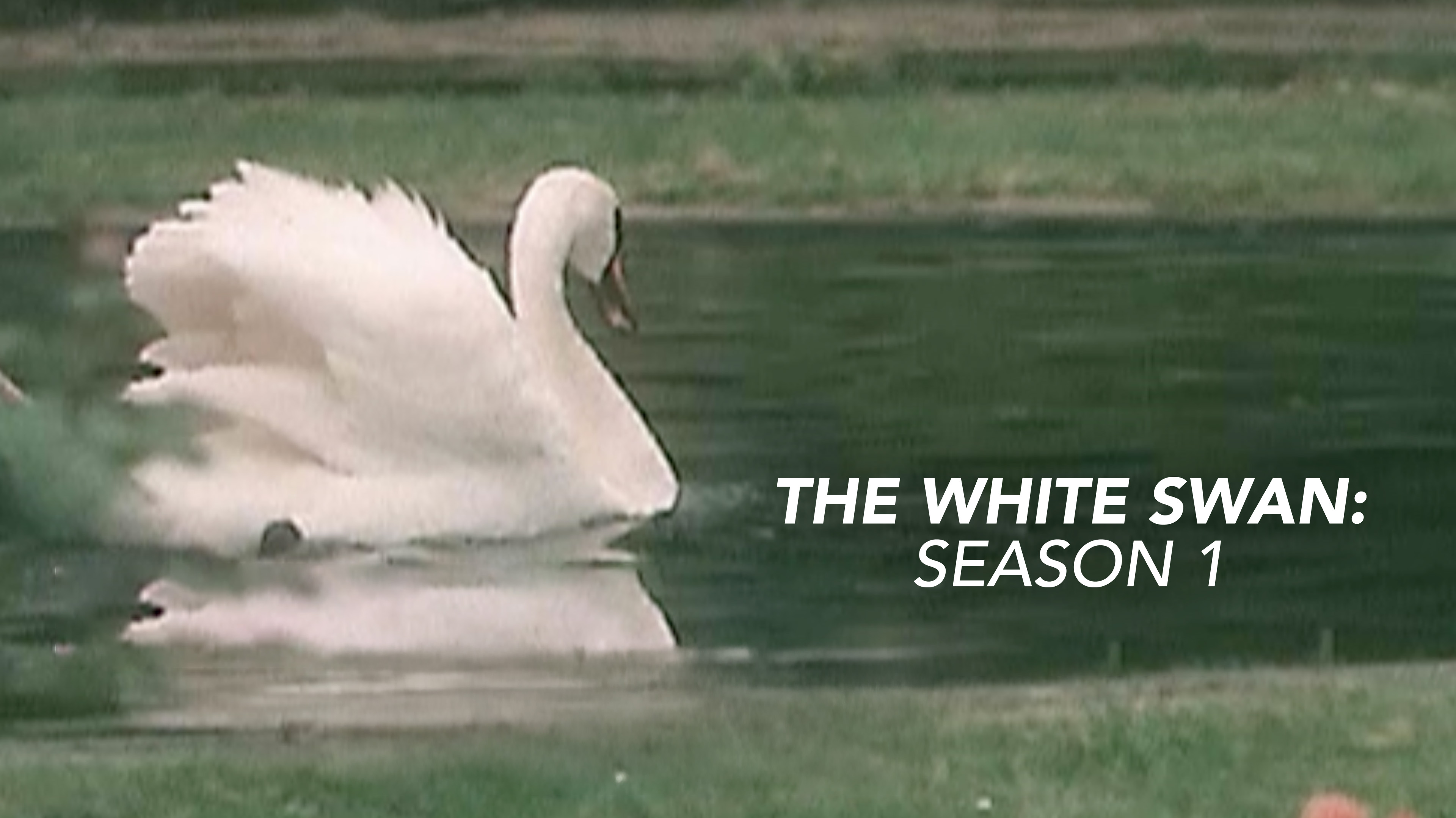 The White Swan
