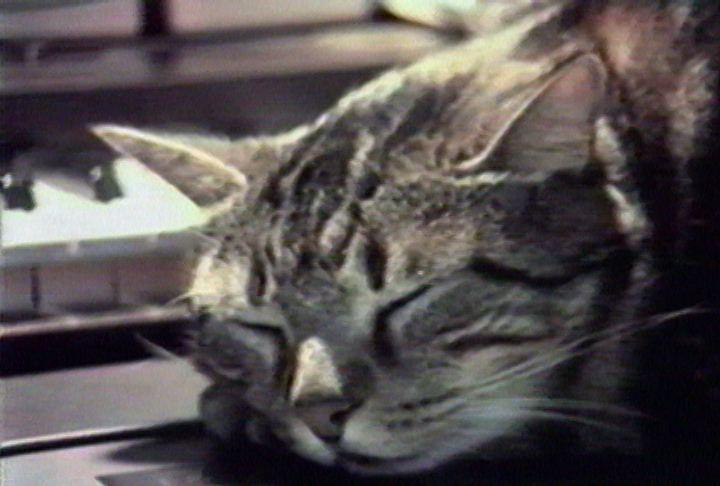 Cat Listening to Music