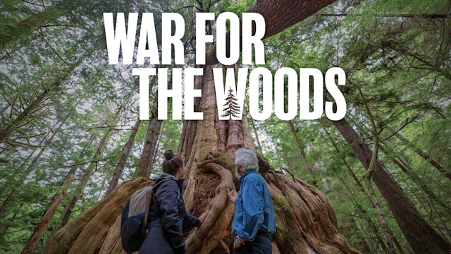 War for the Woods