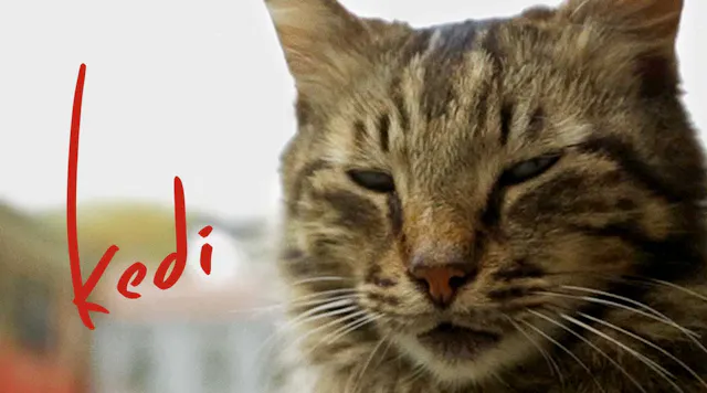 Kedi