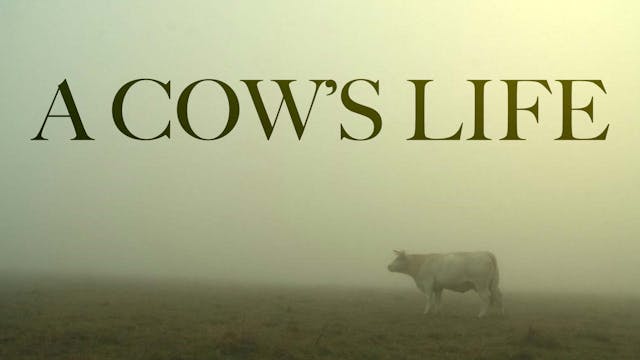 A Cow's Life