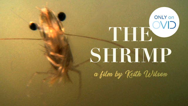The Shrimp