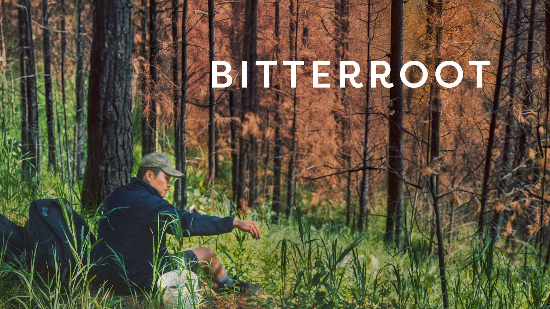 Bitterroot