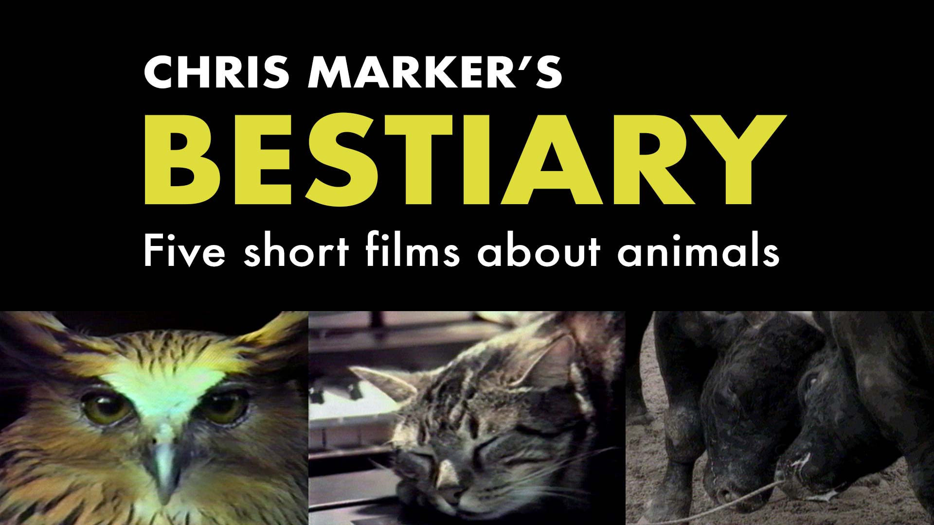 Chris Marker's Bestiary