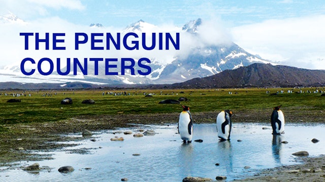 Penguin Counters