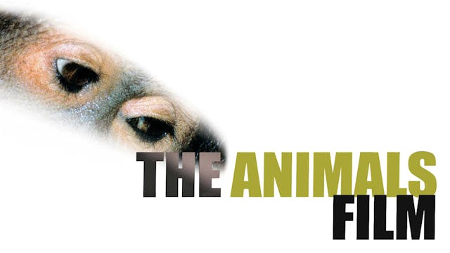 The Animals Film