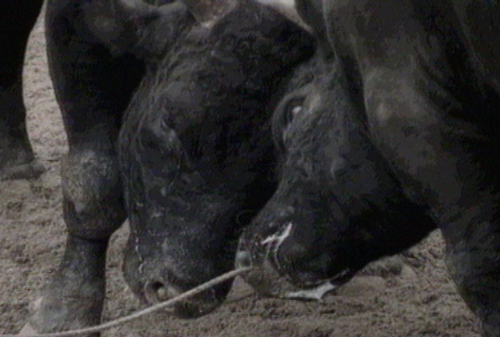 Bullfight in Okinawa