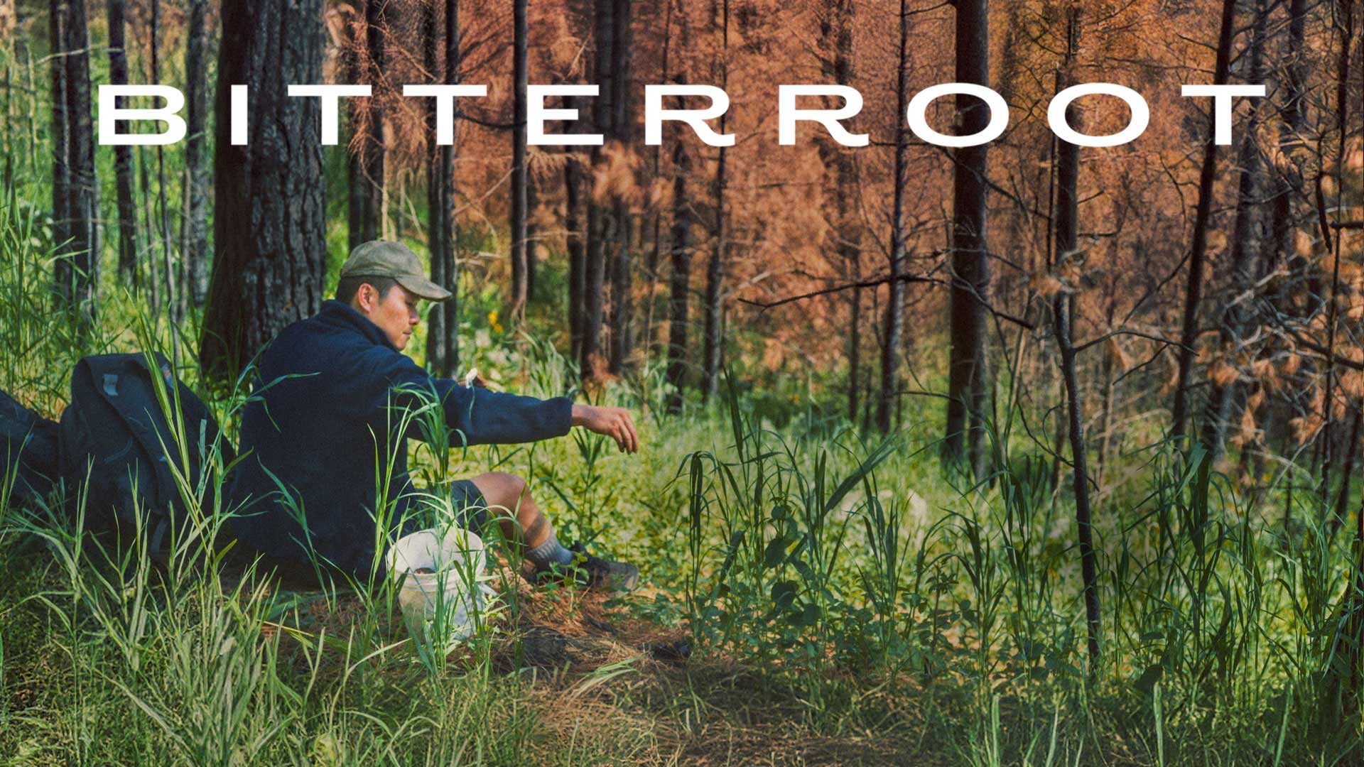 Bitterroot