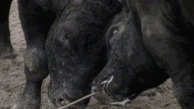 Bullfight in Okinawa