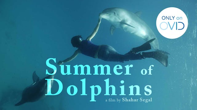 Summer of Dolphins